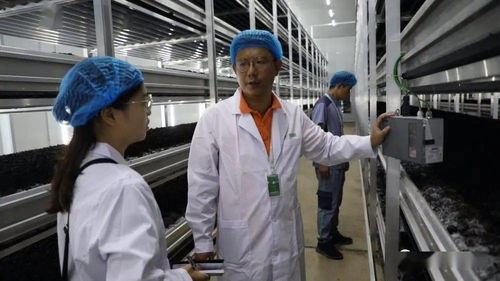 菌香飘千里，科技助搬迁——贵州岑巩以菌产业年供300岗位，助力易地搬迁群众城市扎根